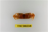 藏品(短身大眼蟹)的圖片